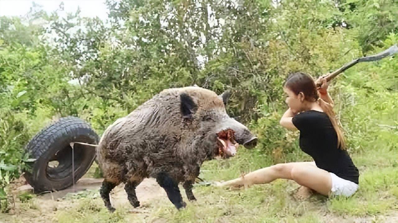 花山 vs 巨型野猪视频直播，一场让人手心冒汗的荒野对决