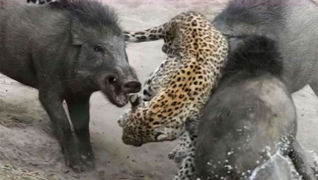 猛虎vs猪王视频直播，一场不讲武德的动物界顶流对决，我蹲了三天三夜